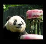FEATURE…Taishan’s 4th Birthday Bash in DC