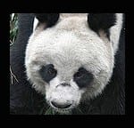 JOIN OUR DEN OF ADOPTEES to sponsor panda, Bai Xui and receive panda art as a gift
